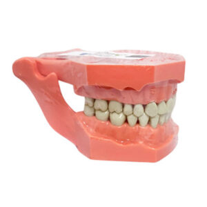 TIPODONTO ADULTO. WENCES