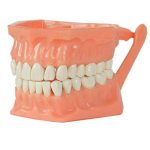 TIPODONTO DE ACRILICO. ADYSA