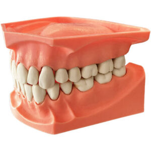 TIPODONTO EXTRA-GRANDE SIN BISAGRAS.