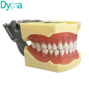 TIPODONTO ADULTO 860 C/PLATINAS METALICAS (TIPO COLUMBIA)